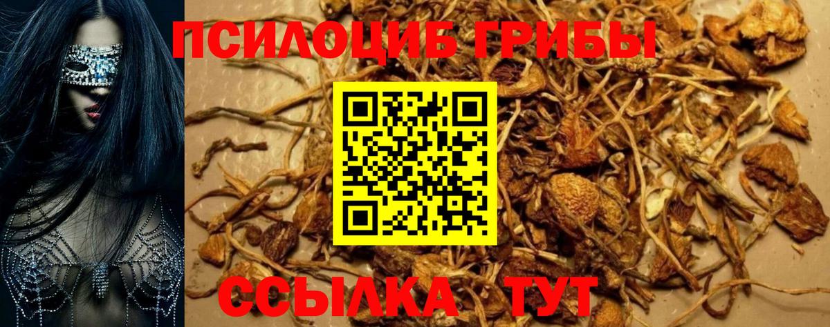Галлюциногенные грибы Cubensis  Галлюциногенные грибы прущие грибы  Вход с VPN  Брянск 